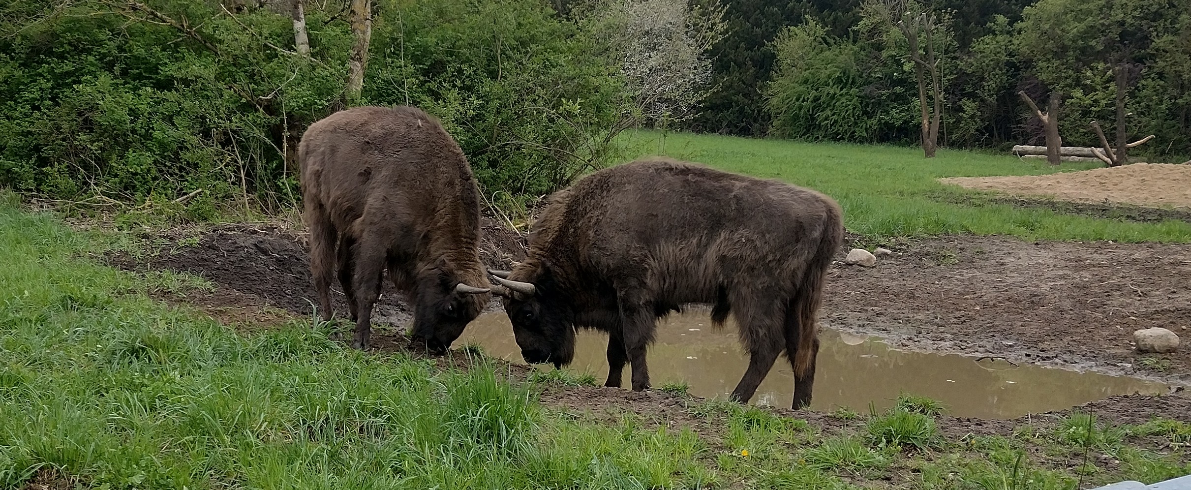 Ważna informacja dla odwiedzających Pokazową Zagrodę Żubrów w Krajewie