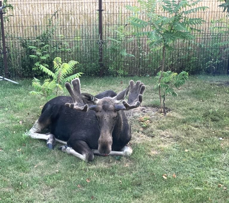 Po wsi Głużek krąży… łoś. Zwierzę wchodzi na posesje jak do lasu [FILMY]