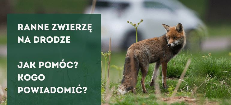 „Potrącił szczeniaka i uciekł…”