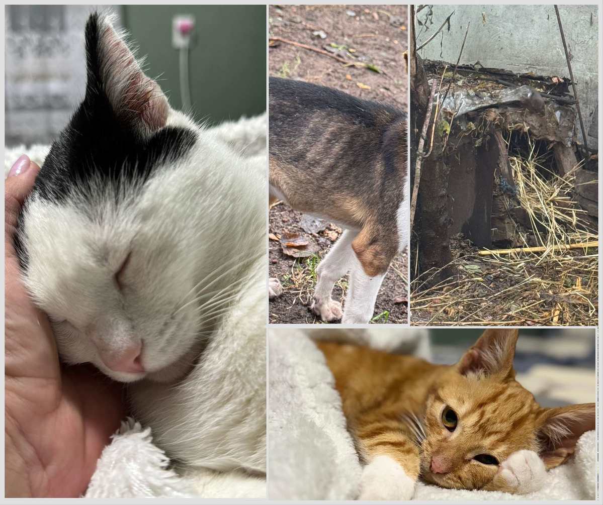 Zadbaj o godne warunki życia zwierząt