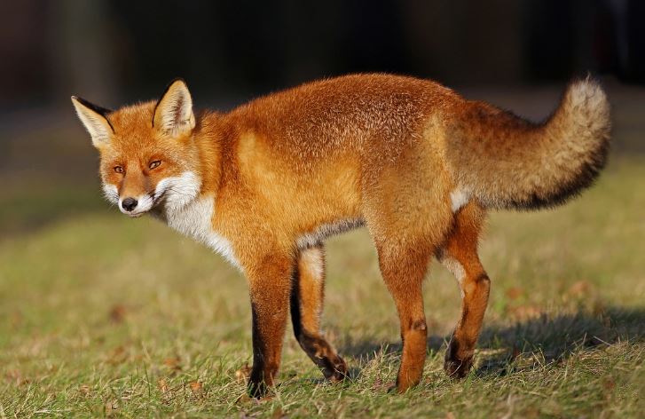 Dodatkowa akcja szczepienia lisów przeciwko wściekliźnie