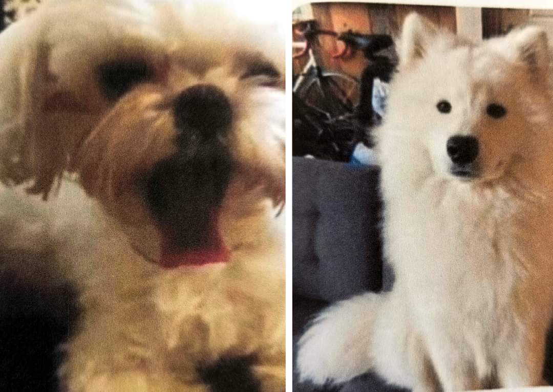 Skradziono dwa rasowe psy. Jeśli wiesz, kto to zrobił powiadom policję