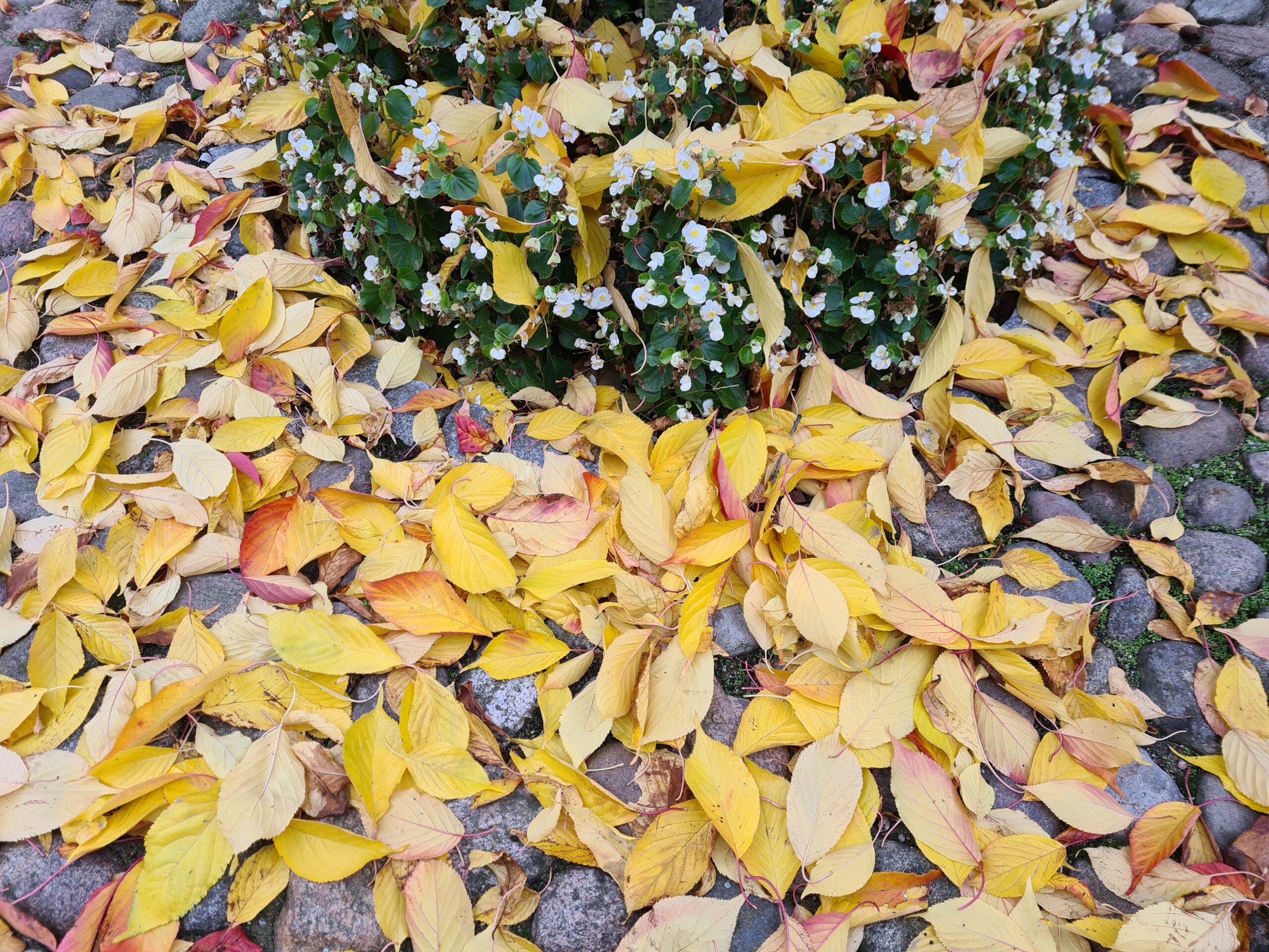 Bioodpady z jednorodzinnych pojadą w listopadzie 2 razy