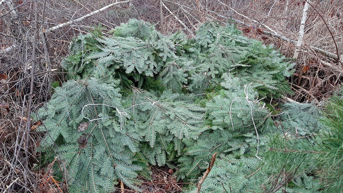 Akcja „STROISZ”. Walka z nielegalnym pozyskiwaniem gałęzi drzew iglastych