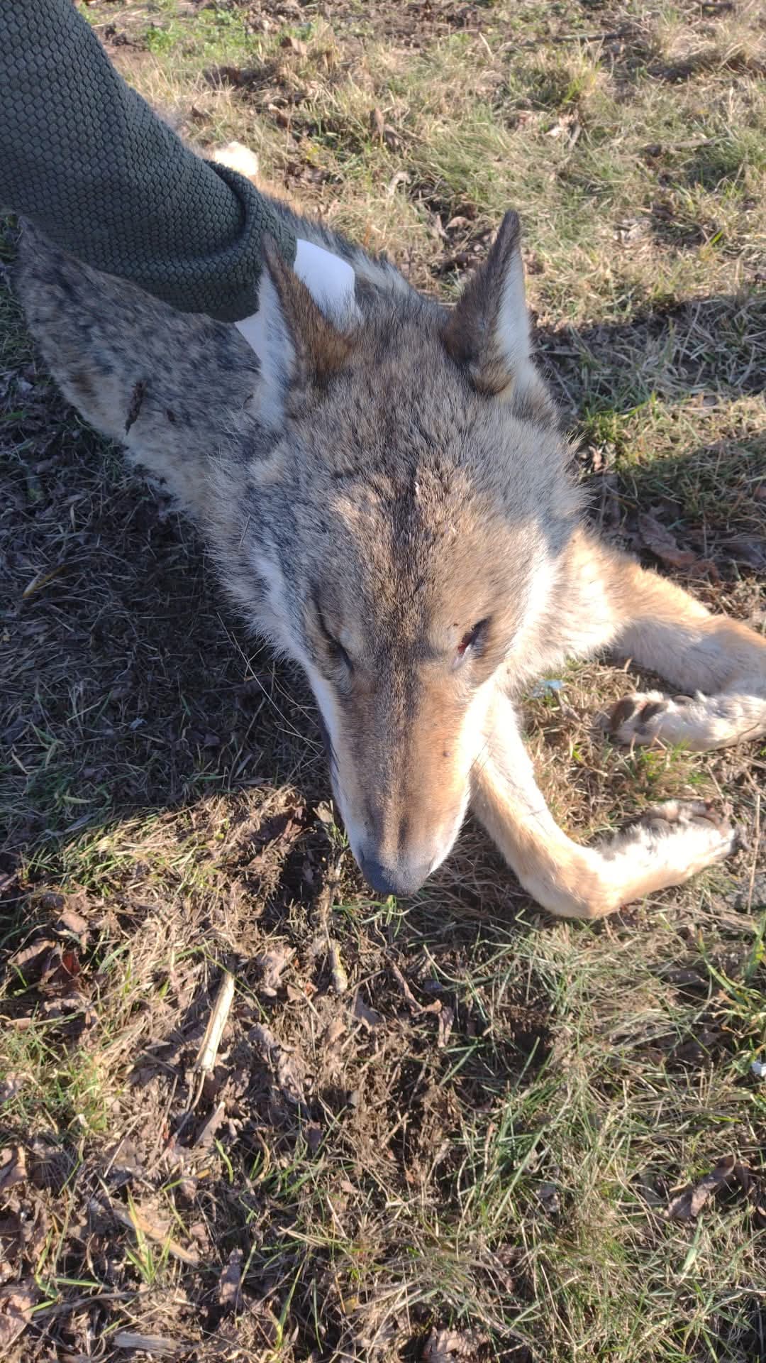 Martwy wilk przy drodze relacji Wiśniewko – Żurominek