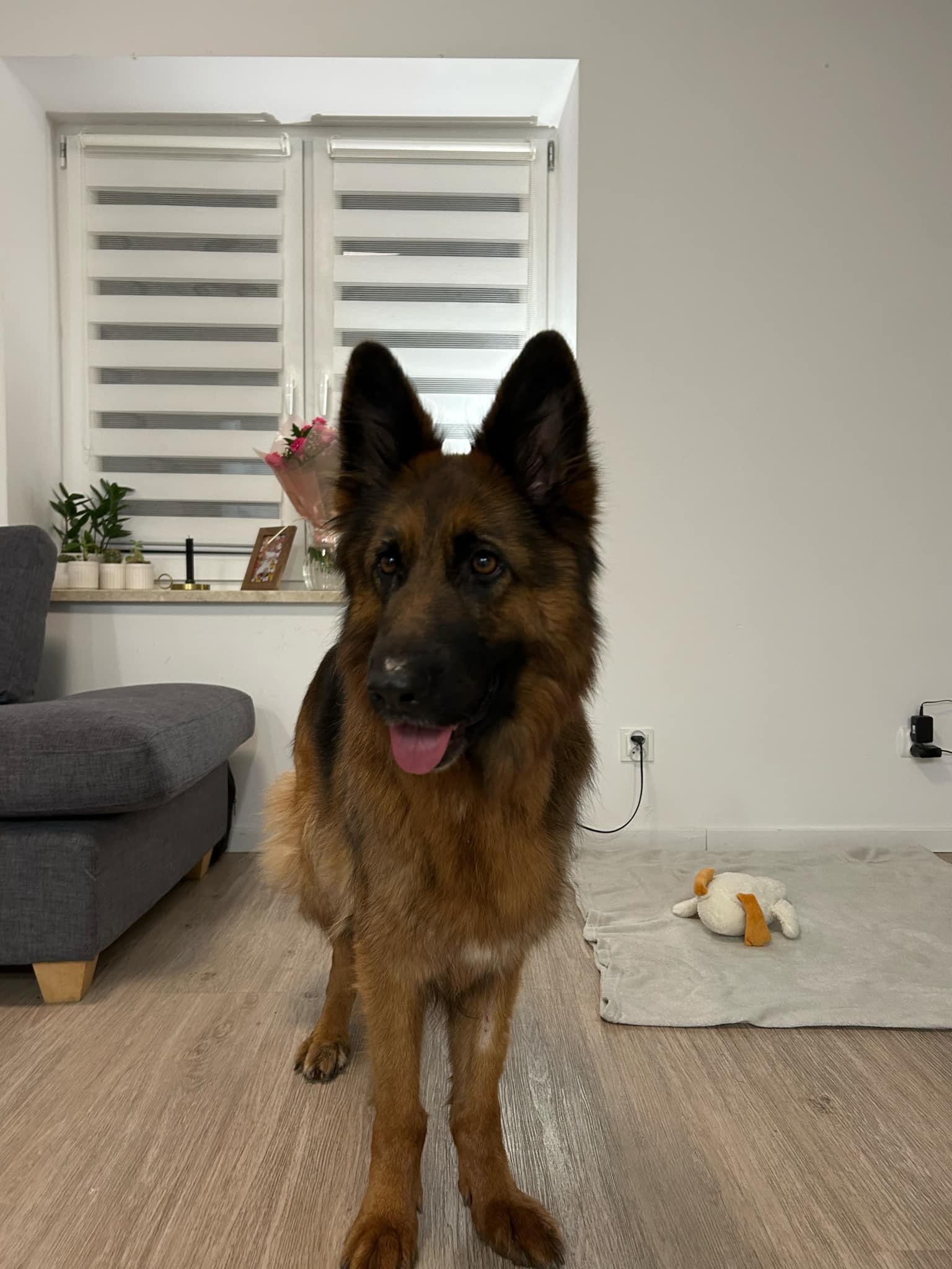 Suczka uratowana z rąk oprawcy – Mieszkańcy Mławy mówią „DOŚĆ!”