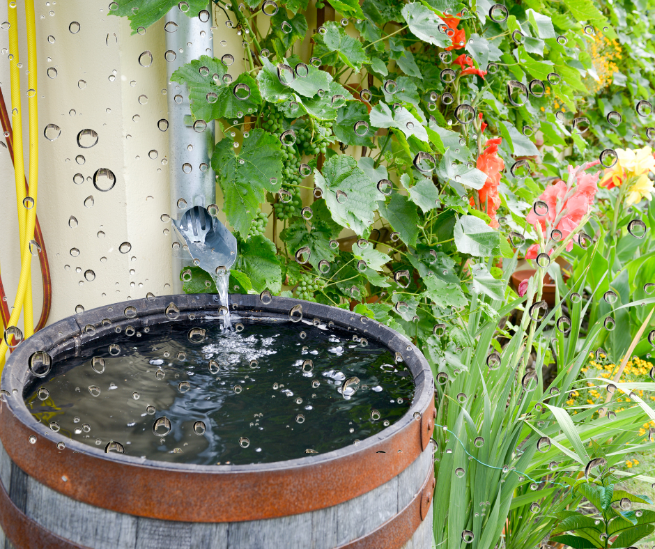 Szkoły jak ogrody – pełne zieleni i natury