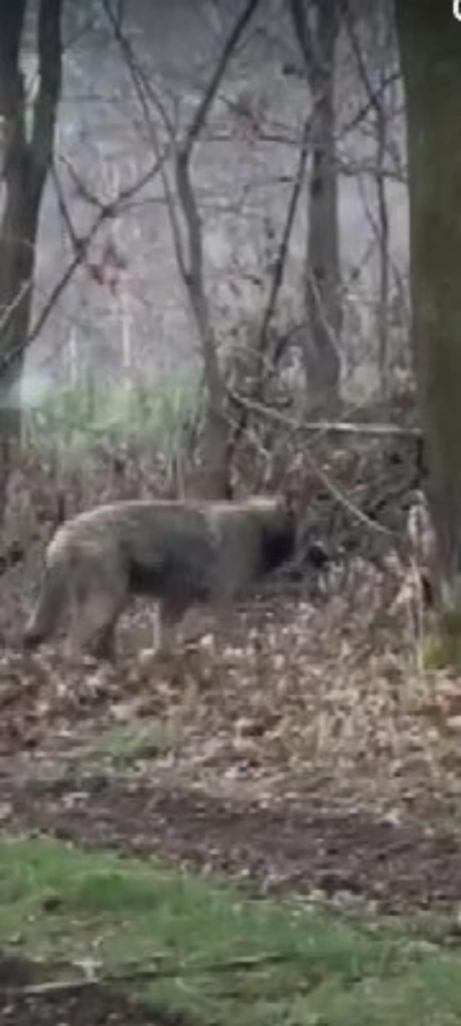 Wilk nagrany w lesie w Krzywonosi!