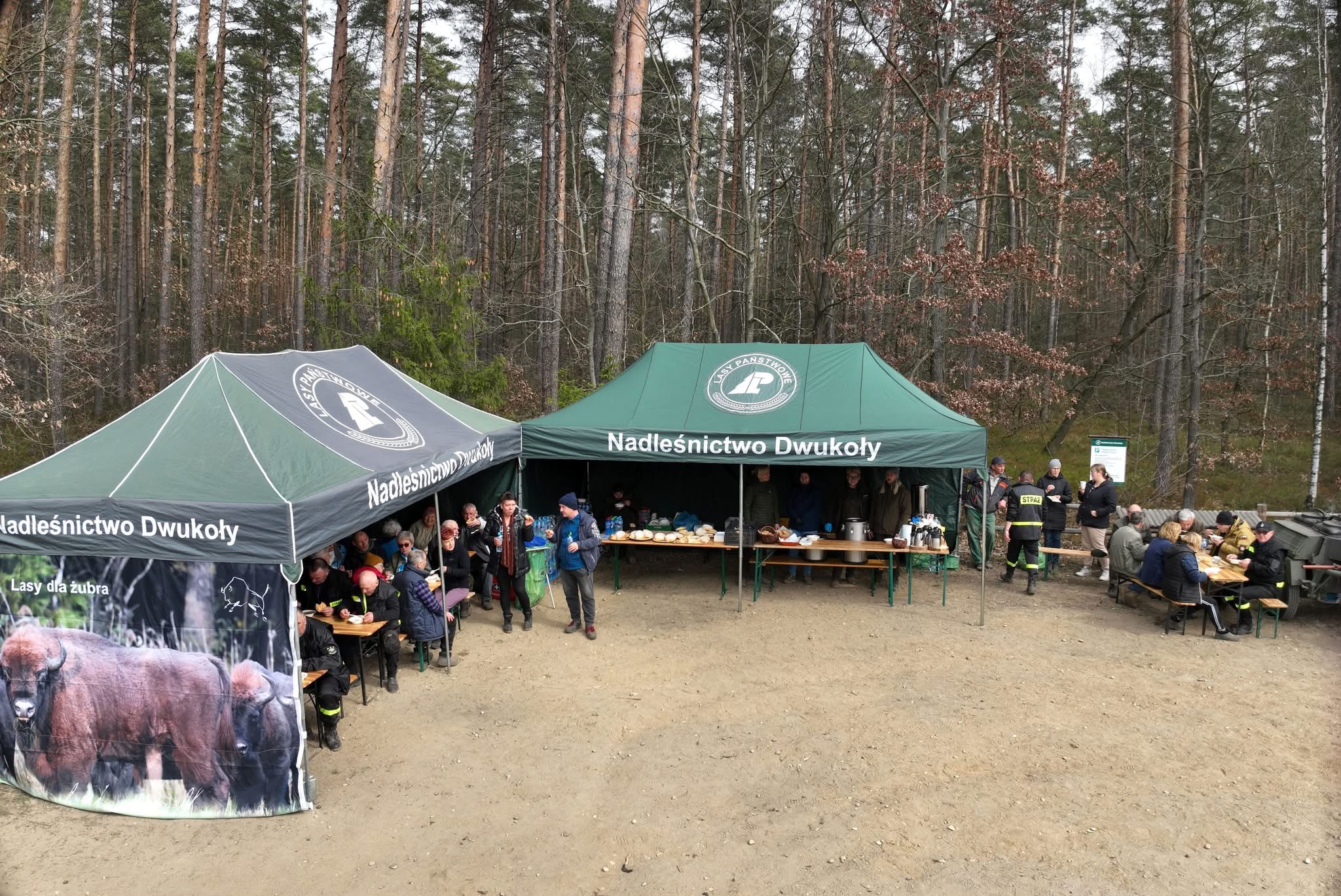 Wspólne sadzenie lasu w Nadleśnictwie Dwukoły w ramach akcji “Lasy na nowe 100-lecie”