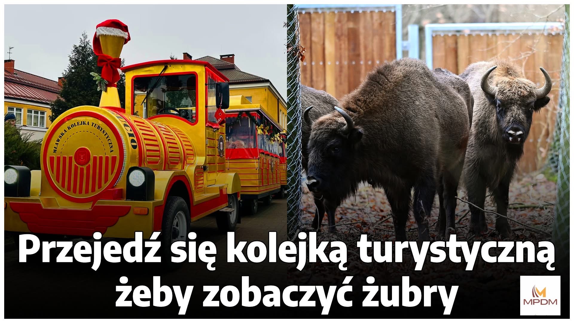 MPDM zaprasza na przejazd kolejką turystyczną do Zagrody Żubrów w Mławie!