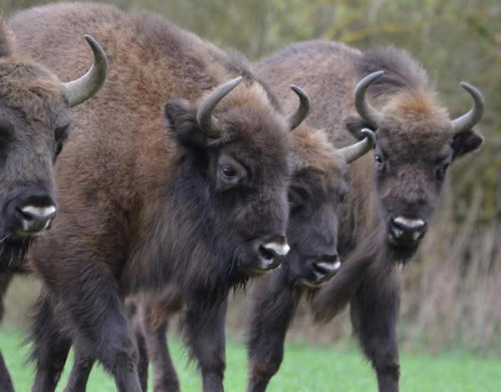 Zbliża się czas, kiedy na świat przychodzą młode żubry