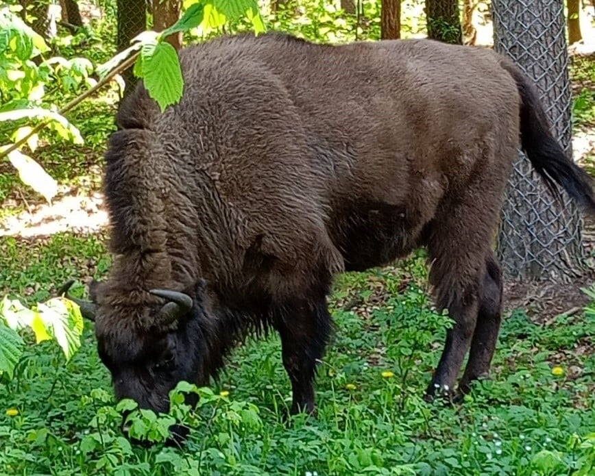 Dzień w zagrodzie – o żubrach i nie tylko! Przyrodnicza uczta już 14 czerwca!