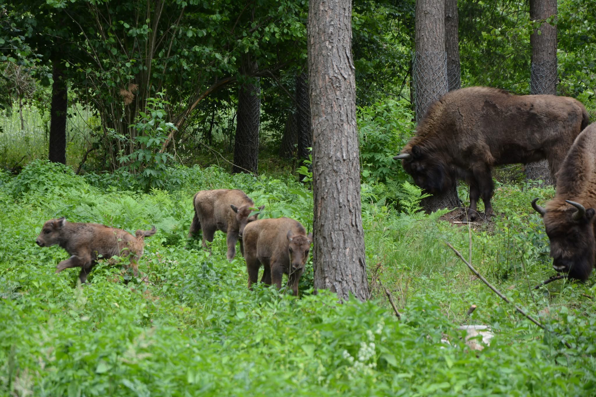 Żubrza rodzina w Krajewie zwiększyła liczebność do siedmiu sztuk 