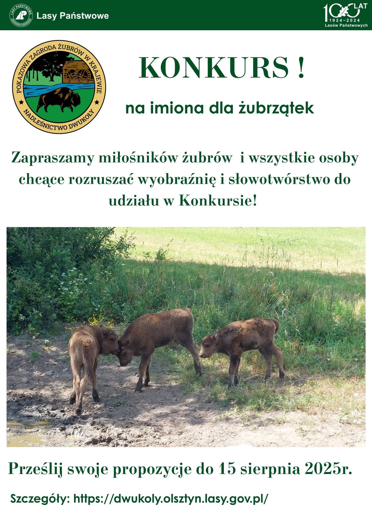 Konkurs na imiona dla żubrów w Krajewie – nadaj imiona młodym mieszkankom zagrody!