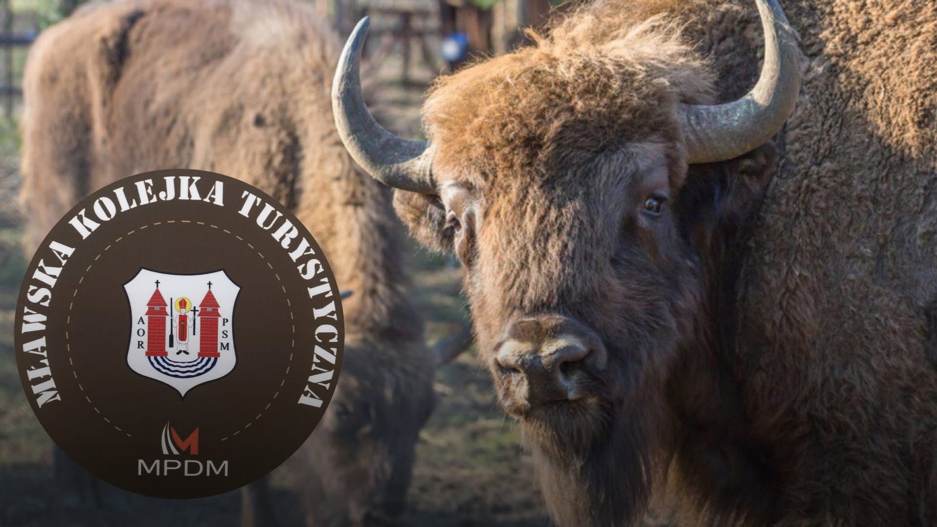 Kolejką turystyczną do Zagrody Żubrów w Krajewie – wakacyjna promocja! 