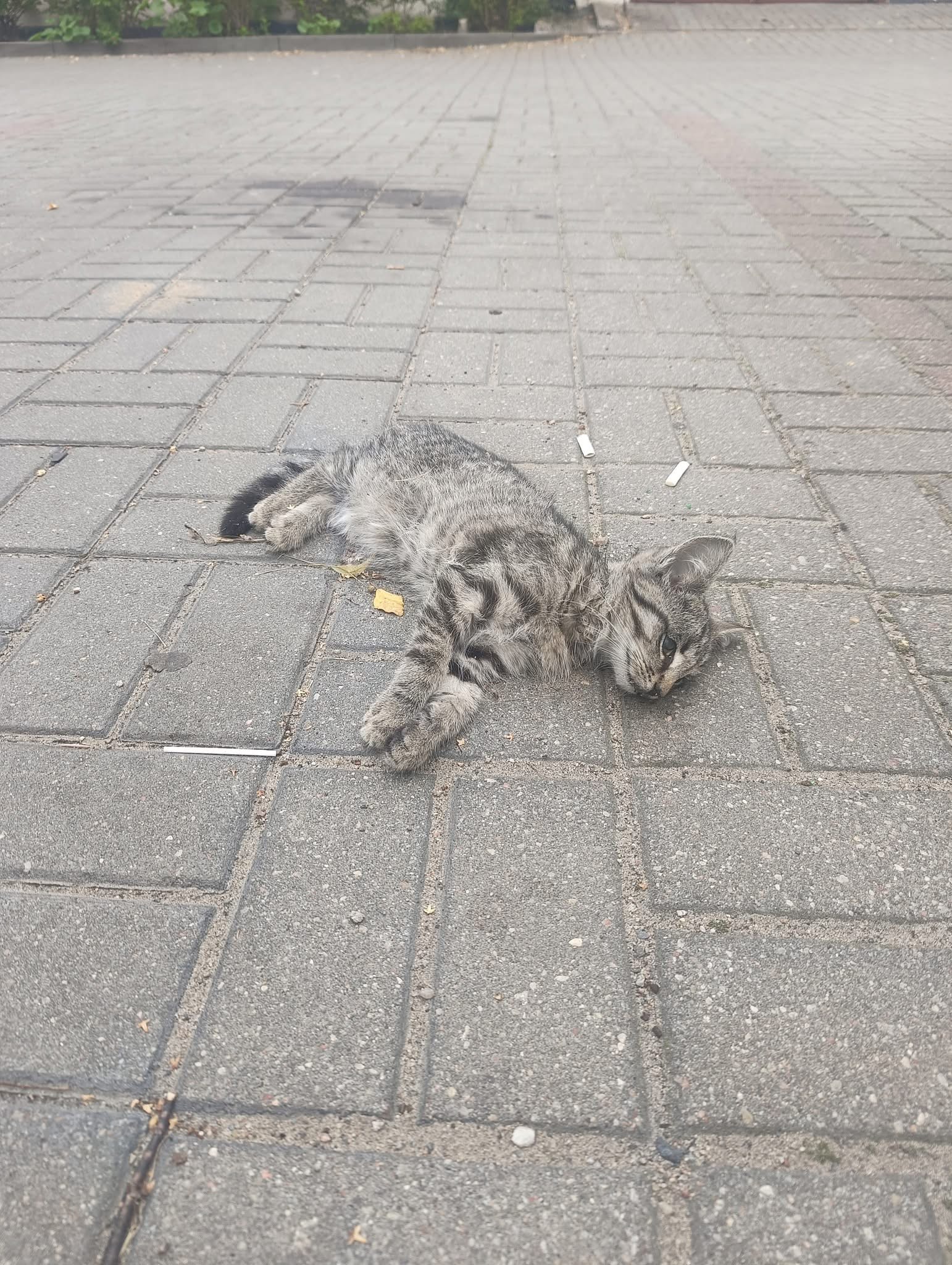 Niebezpieczny proceder na osiedlu w Mławie: starszy mężczyzna rozrzuca zatrutą karmę dla kotów