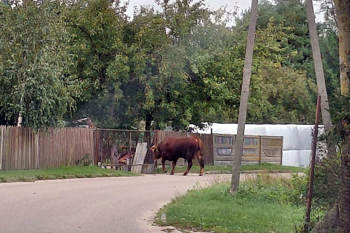 Nietypowa interwencja w Strzegowie. Byk spacerował ulicą 